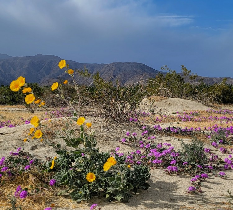 coyote-canyon-wildflower-viewing-area-anza-borrego-desert-state-park-photo